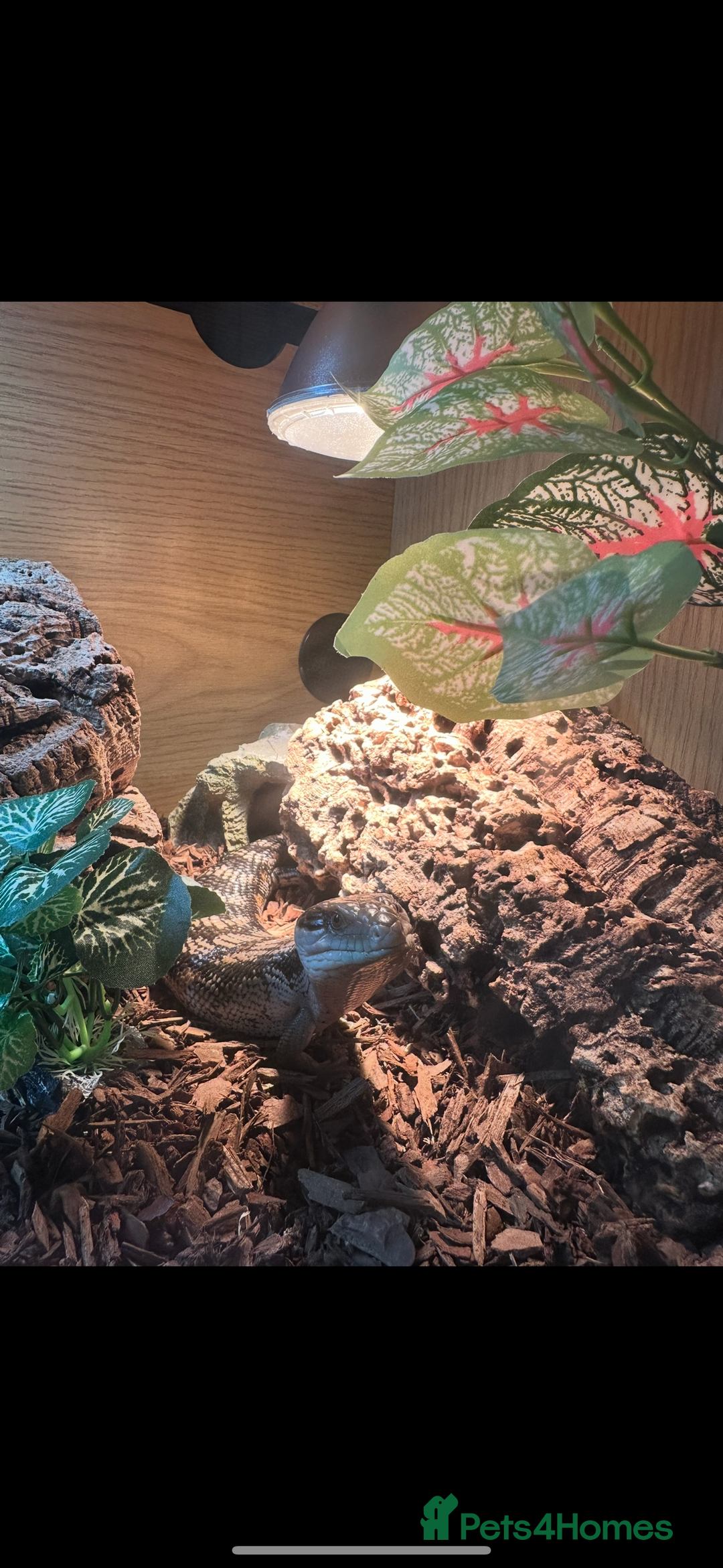 Skink reptiles for sale: Blue tounged skink  - Advert 5