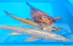 Goldfish fish for sale: GOLDFISH KOI CARP GHOST CARP BUTTERFLY KOI FISH - Image 12