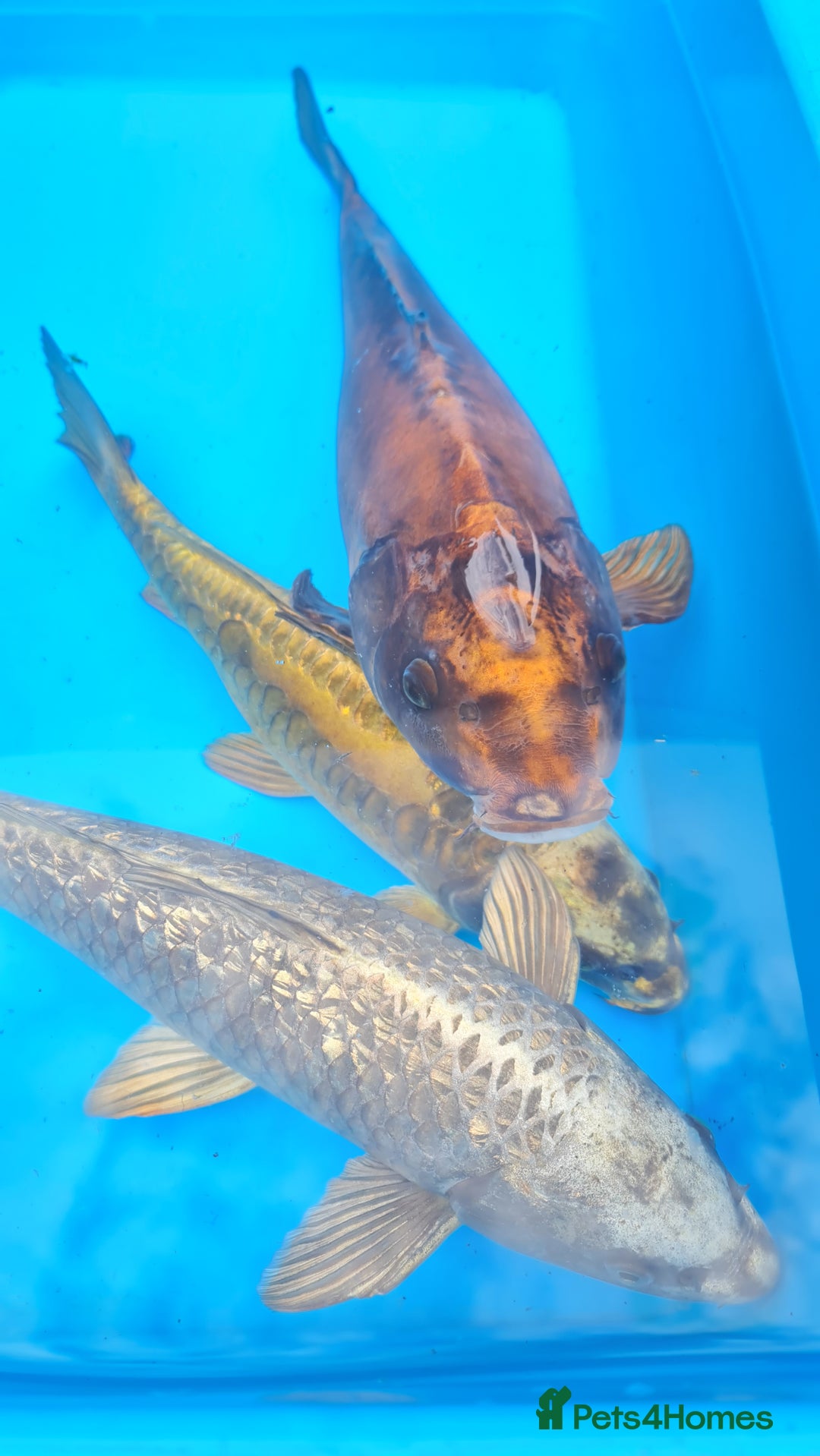 Goldfish fish for sale: GOLDFISH KOI CARP GHOST CARP BUTTERFLY KOI FISH - Image 12