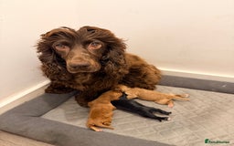 Cocker Spaniel dogs for sale: Kc Cocker spaniel puppies - Image 6