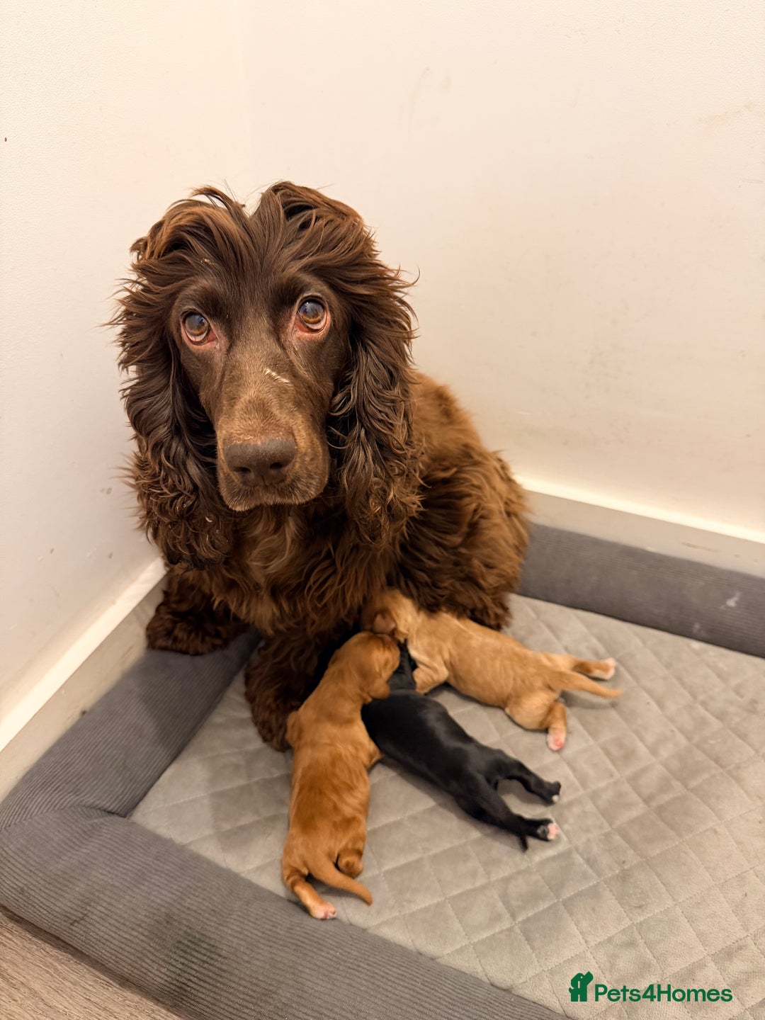 Cocker Spaniel dogs for sale: Kc Cocker spaniel puppies - Image 6