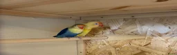 Lovebirds birds for sale: Young bonded pair of love birds  - Advert 3