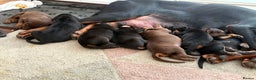 Dobermann dogs for sale: Working doberman - Advert 7