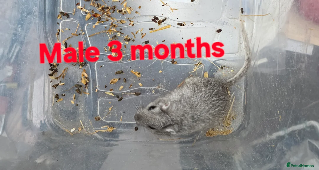 Gerbil rodents for sale: Gerbils - Advert 1