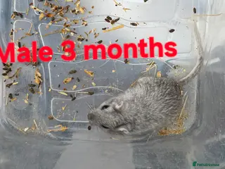 Gerbil rodents Gerbils - Advert 6