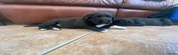 Labrador Retriever dogs for sale: 8 labrador puppies  in Sandbach - Advert 7
