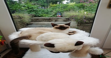 Siamese cats - Advert 4