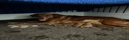 Golden Retriever dogs for sale: Beautiful dark red golden retriever puppies  - Advert 22