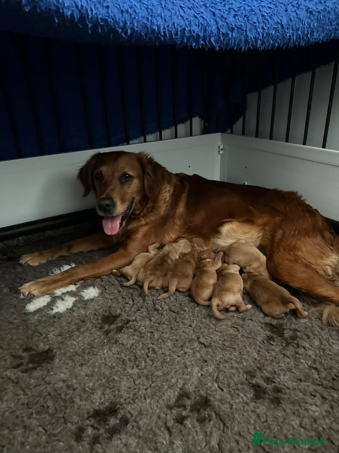 Golden Retriever dogs for sale: Beautiful dark red golden retriever puppies  - Advert 22
