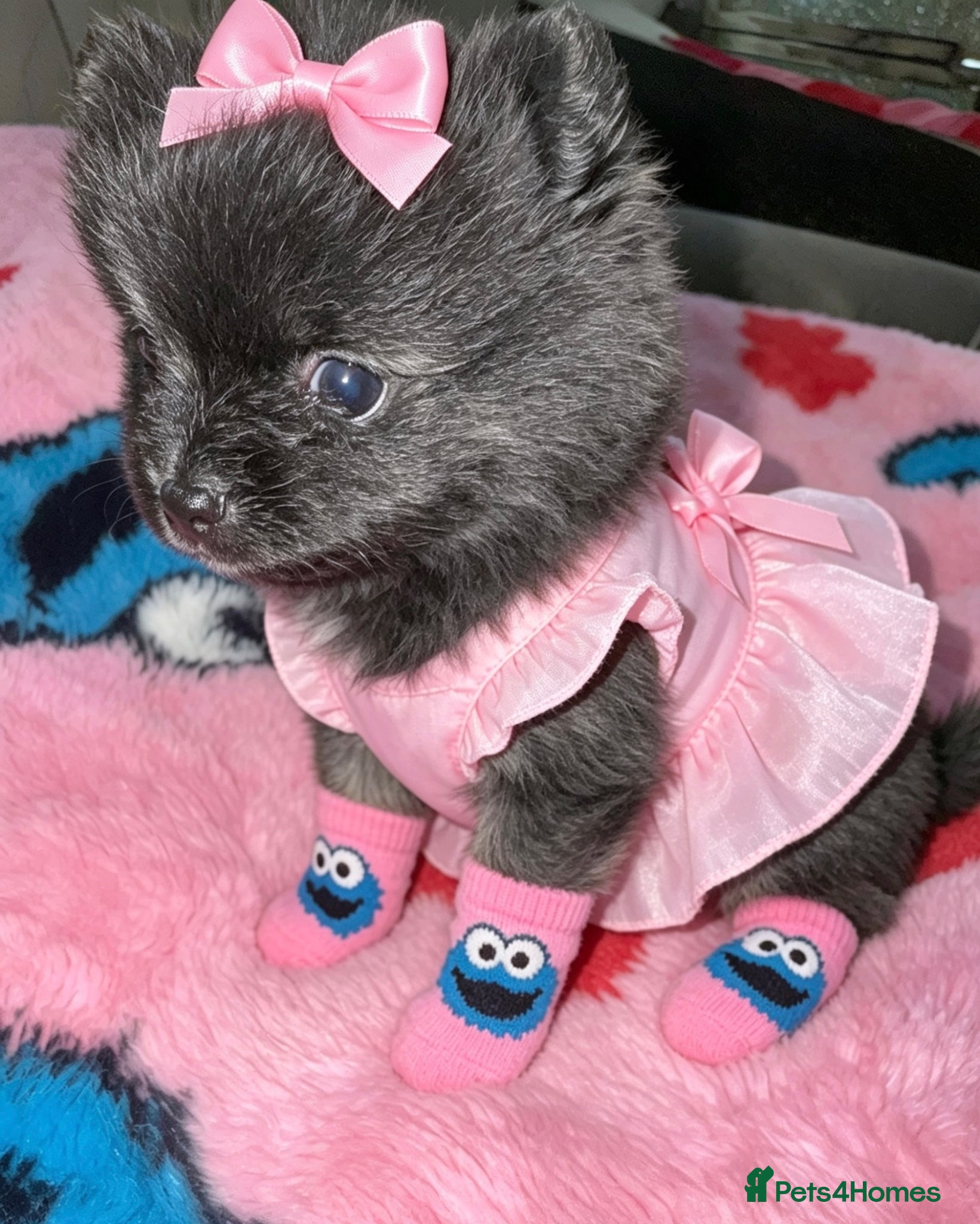 Pomeranian dogs ✨🐾1 Mini Pom Star Left🏆🐶🐾✨ - Advert 2