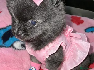 Pomeranian dogs ✨🐾1 Mini Pom Star Left🏆🐶🐾✨ - Advert 2