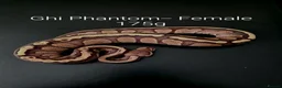 Python Snake reptiles for sale: Juvenile Ball Pythons in Manchester - Advert 3
