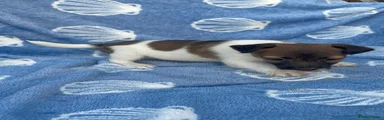 Jack Russell 2