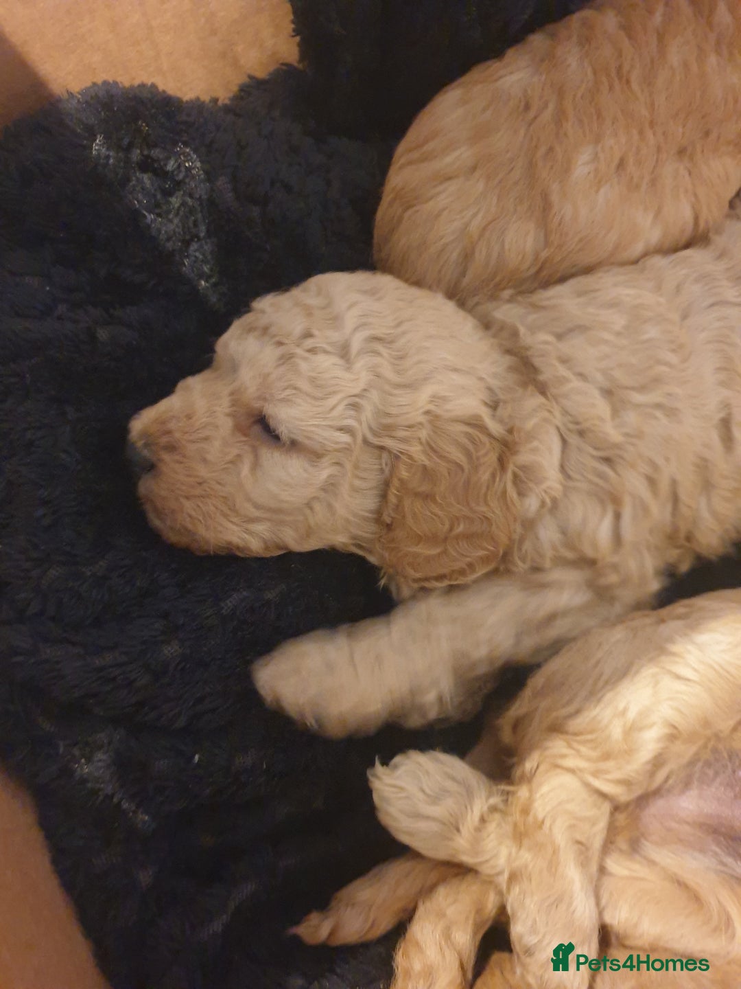 Cockapoo dogs for sale: Amazing miniature F1b cockapoo  - Advert 8