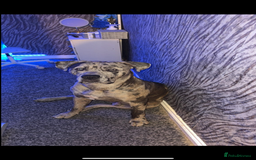 Cane Corso dogs for stud: Merle came corso for stud  - Image 3