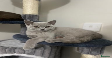 British Shorthair cats - Advert 7
