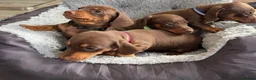 Miniature Dachshund dogs for sale: Miniature dachshund puppies in Perth - Advert 8
