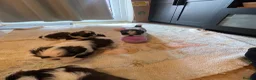 Shih Tzu dogs for sale: Shihtzu puppies for sale  - Advert 11