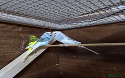 Budgerigars birds for sale: Male budgies  - Image 2