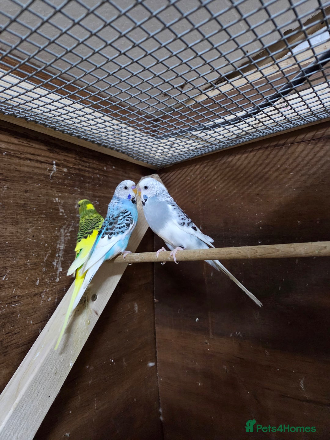 Budgerigars birds for sale: Male budgies  - Image 2