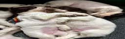 English Springer Spaniel dogs for sale: English springer spaniel pups for sale  - Advert 7