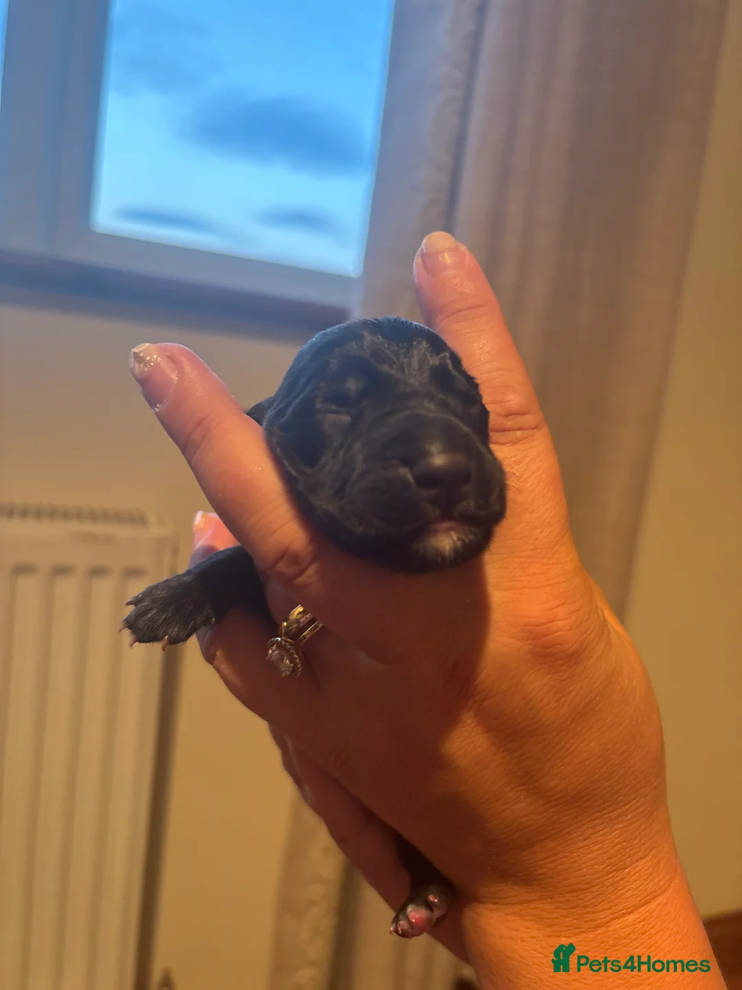 Lurcher dogs for sale: Collie greyhound whippet greyhound Lurcher pups  - Advert 2