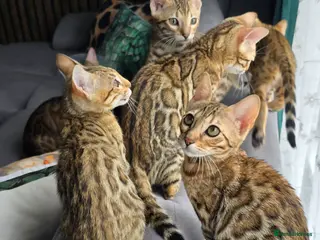 Bengal cats Ready NOW 3 girls and 1 boy! - Advert 2