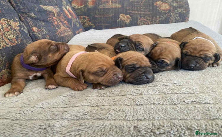 Rhodesian Ridgeback dogs - Advert 2