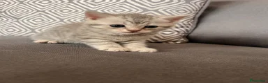 Kitten 1