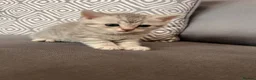 Scottish Fold cats for sale: Scottish and british kittens - Advert 6