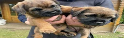 Border Terrier dogs for sale: Beautiful Border terrier pups - Advert 5