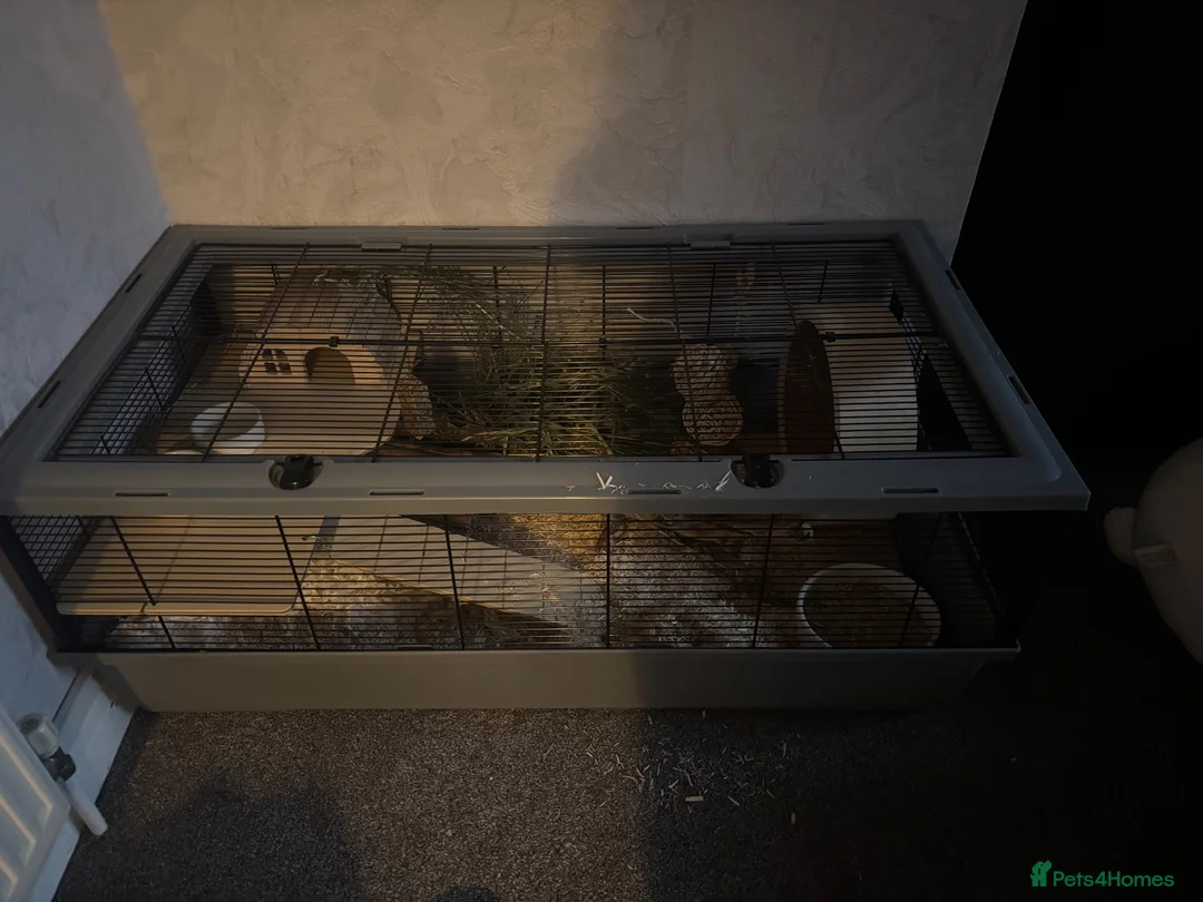 Hamster rodents for sale: Mink syrian hamster in Birmingham - Advert 5