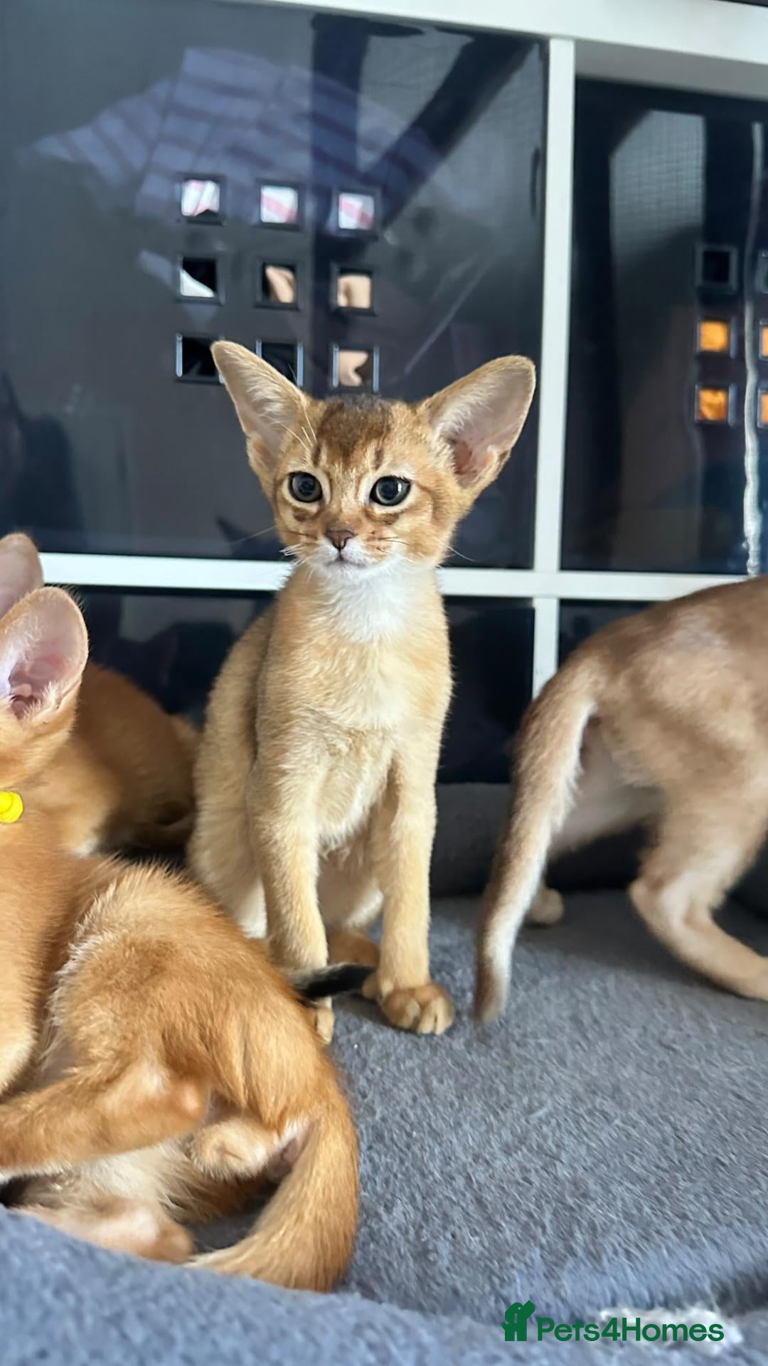 Abyssinian cats TICA Abyssinian kittens  - Advert 3