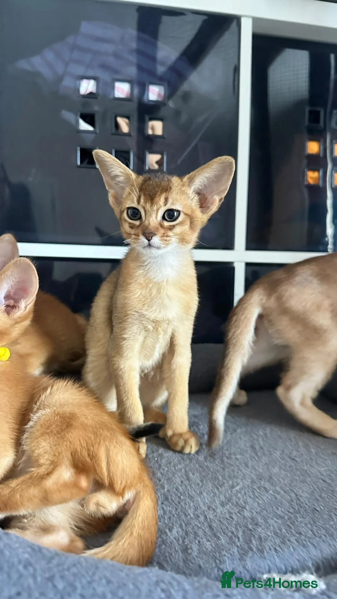 Abyssinian cats for sale: TICA Abyssinian kittens  - Advert 1