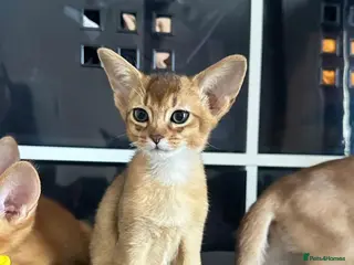 Abyssinian cats TICA Abyssinian kittens - Advert 3