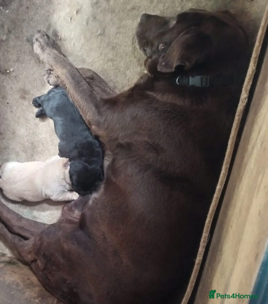 Labrador Retriever dogs for sale: Labrador puppies for sale - Advert 2