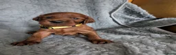Irish Setter dogs for sale: Irish setter Puppies - Advert 12