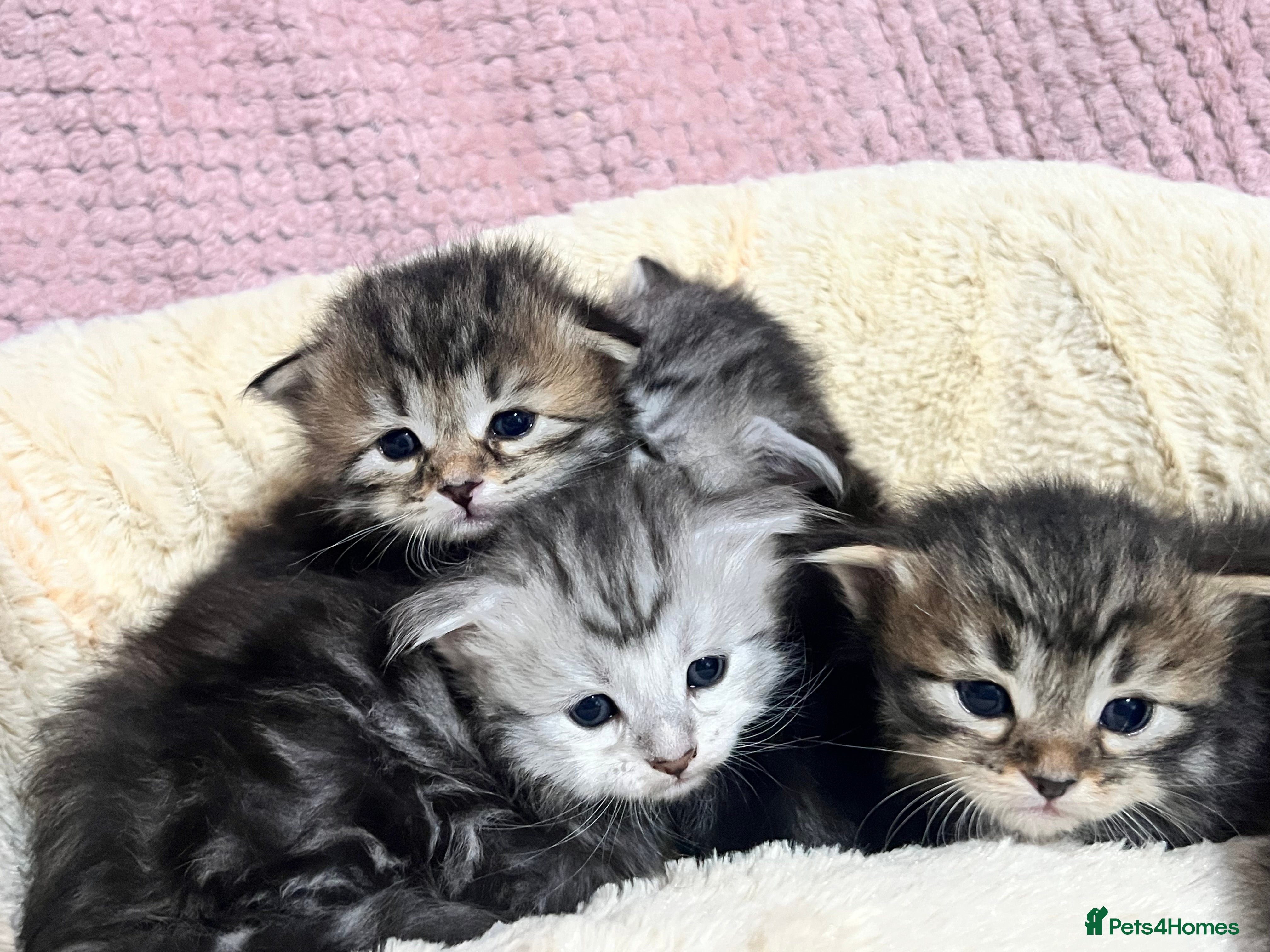 Siberian cats 🩶🩵Traditional Siberian Babies🩵🩶 - Advert 3