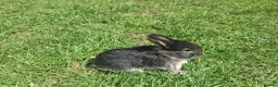 Dwarf Lop rabbits for sale: Dwarf Lop Baby Rabits in Wetherby - Advert 11