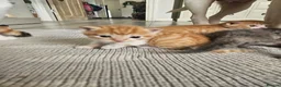 Mixed Breed cats for sale: Female ginger tabby kittens in Billingham - Advert 4