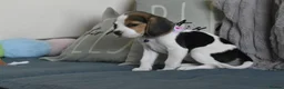 Beagle dogs for sale: Beautiful beagle puppies  - Advert 18