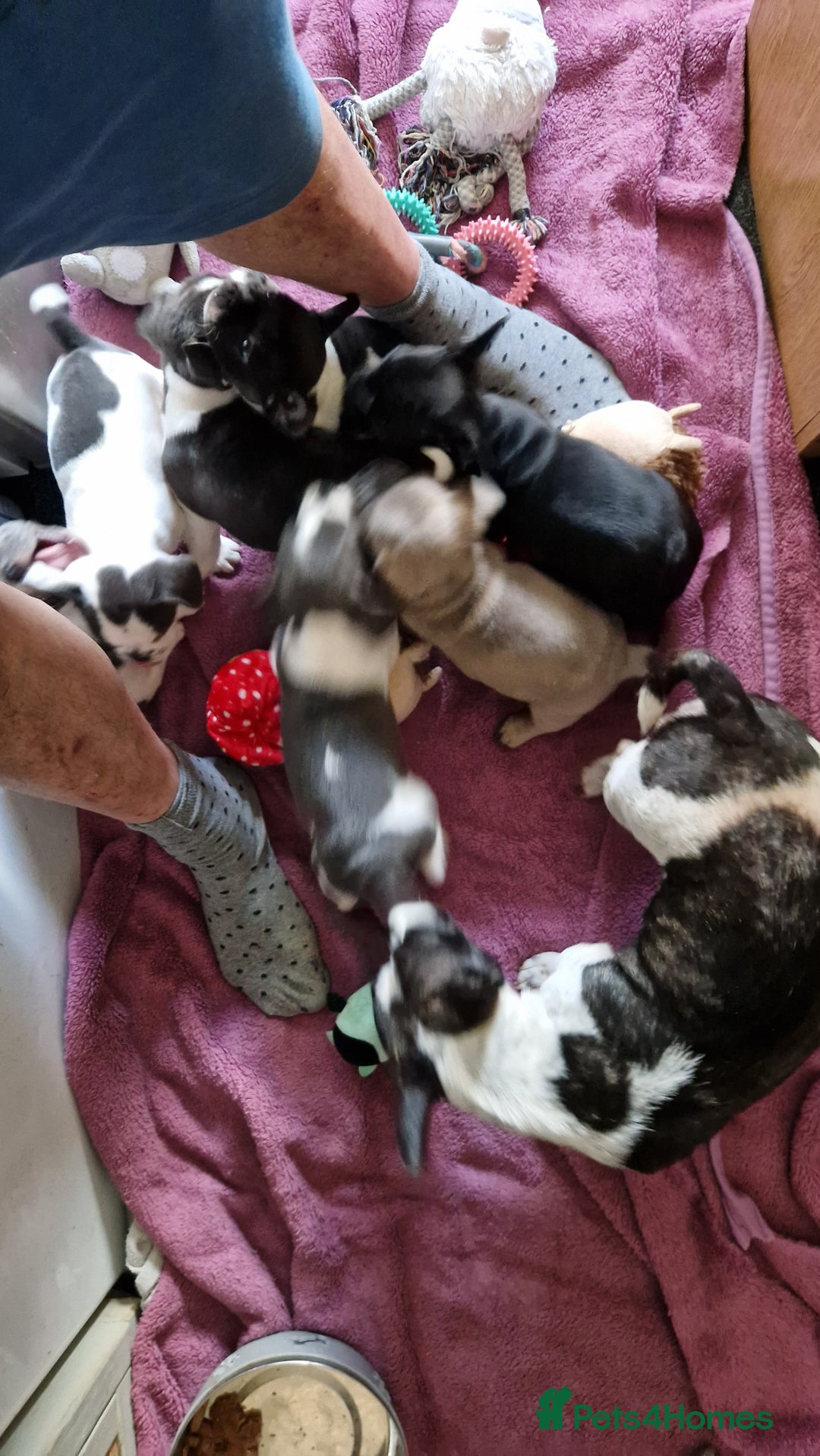 Mixed Breed dogs for sale: Fantastic 3/4 French bulldog and a 1/4 jack puppy - Image 17