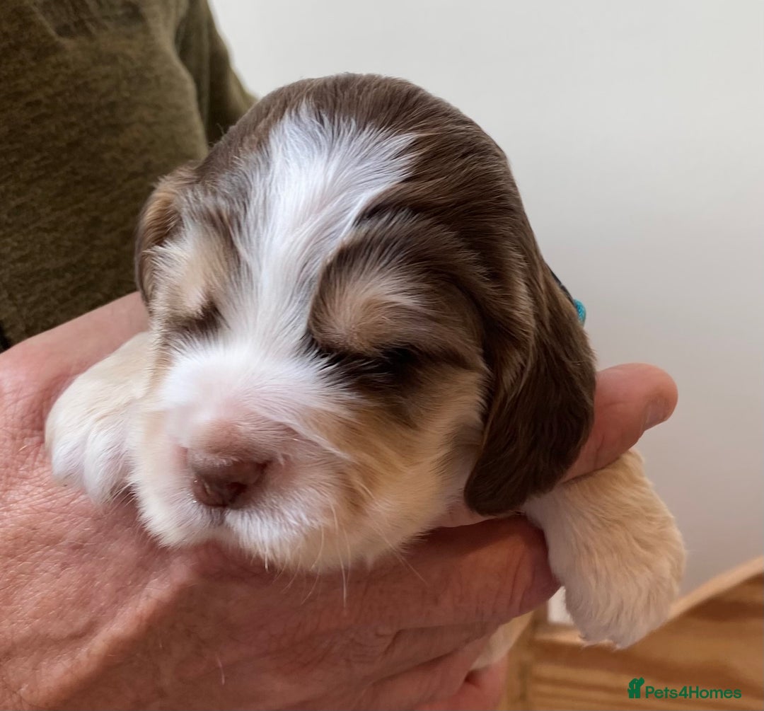 Cocker Spaniel dogs for sale: Adorable show cocker spaniels - Image 19