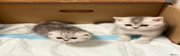 Scottish Fold cats for sale: Beautiful Scottish Fold Kittens — for Loving Homes - Advert 3