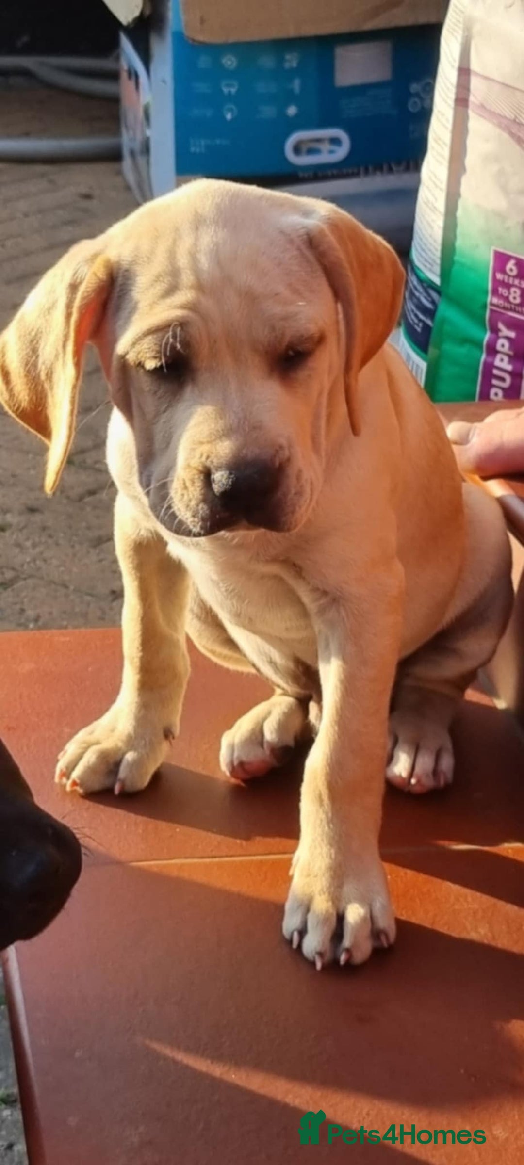 Mixed Breed dogs for sale: Ready to collect – Cane Corso x Staffy puppies  - Image 4