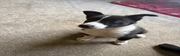 Border Collie dogs for sale: Border Collie Pups - Advert 4