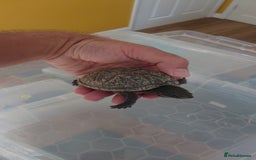 Turtle reptiles for sale: 2x Musk Turtle (Females) & Set Up - Image 7