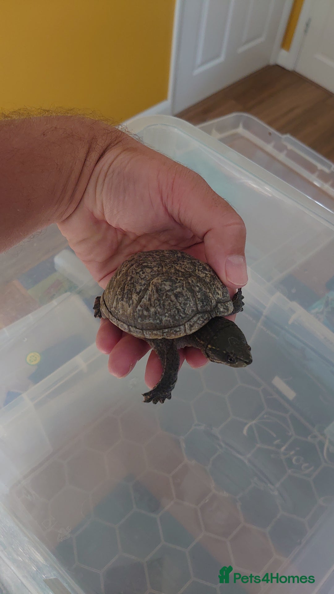 Turtle reptiles for sale: 2x Musk Turtle (Females) & Set Up - Image 7