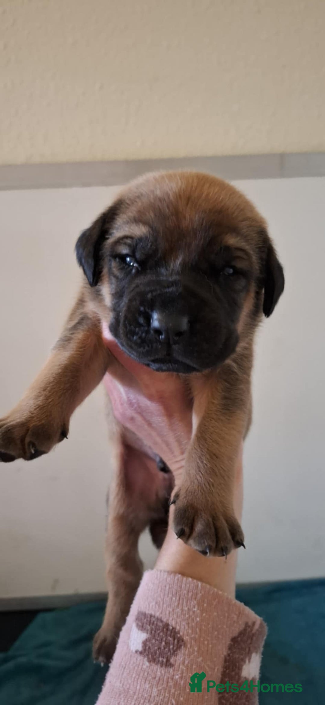 Mastiff dogs for sale: KC English Mastiff puppies - Image 11