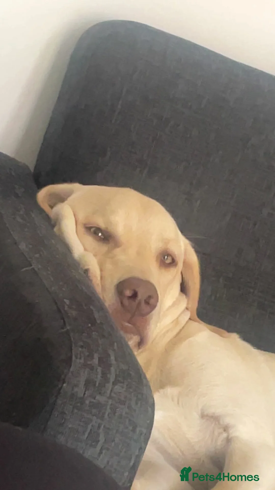 Golden Retriever dogs for sale: Jingles - Advert 4